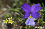 Langgespoord viooltje (Viola calcarata)