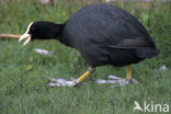 Meerkoet (Fulica atra)