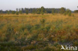 Nationaal Park Dwingelderveld