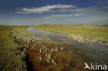 Nationaal park Schiermonnikoog