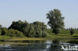 Nederrijn