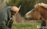 Paard (Equus spp)