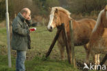 Paard (Equus spp)