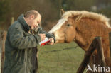 Paard (Equus spp)