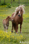 Paard (Equus spp)