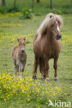 Paard (Equus spp)