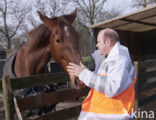 Paard (Equus spp)