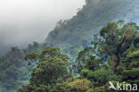 Parque Nacional Tapanti