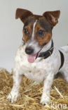 Parson Jack Russell terrier (Canis domesticus)