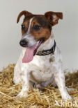 Parson Jack Russell terrier (Canis domesticus)