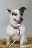 Parson Jack Russell terrier (Canis domesticus)