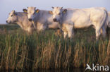 Piemontese Koe (Bos domesticus)