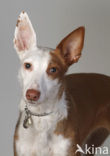 Podenco Ibicenco (Canis domesticus)