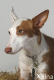 Podenco Ibicenco (Canis domesticus)