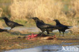 Raaf (Corvus corax) 