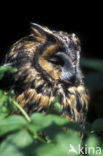 Ransuil (Asio otus) 