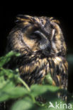 Ransuil (Asio otus) 