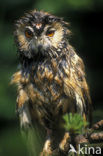 Ransuil (Asio otus) 