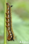 Ringelrups (Malacosoma neustria)