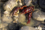 Rode Amerikaanse rivierkreeft (Procambarus clarkii)