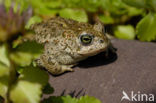 Rugstreeppad (Bufo calamita