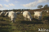 Schaap (Ovis domesticus)