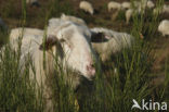 Schaap (Ovis domesticus)