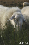 Schaap (Ovis domesticus)