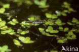 Schaatsenrijder (Gerris lacustris)