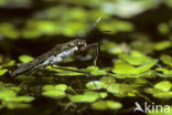 Schaatsenrijder (Gerris lacustris)