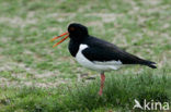 Scholekster (Haematopus ostralegus)