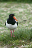 Scholekster (Haematopus ostralegus)