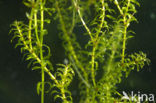 Smalle waterpest (Elodea nuttallii)