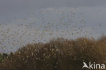 Spreeuw (Sturnus vulgaris)