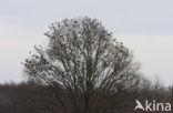 Spreeuw (Sturnus vulgaris)