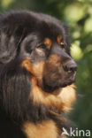 Tibetaanse mastiff (Canis domesticus)