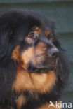 Tibetaanse mastiff (Canis domesticus)