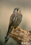 Torenvalk (Falco tinnunculus)