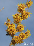 Toverhazelaar (Hamamelis mollis)