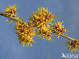 Toverhazelaar (Hamamelis mollis)