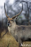 Waterbok (Kobus ellipsiprymnus)