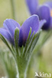 Wildemanskruid (Pulsatilla vulgaris) 