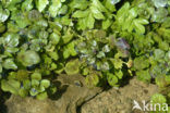 Witte waterkers (Rorippa nasturtium-aquaticum)