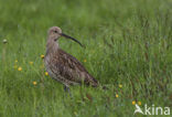 Eurasian Curlew (Numenius arquata) 