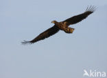 Zeearend (Haliaeetus albicilla)