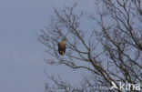 Zeearend (Haliaeetus albicilla)