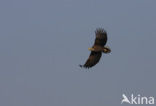 Zeearend (Haliaeetus albicilla)