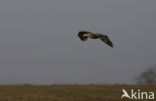 Zeearend (Haliaeetus albicilla)