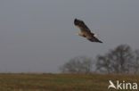 Zeearend (Haliaeetus albicilla)