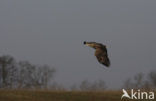 Zeearend (Haliaeetus albicilla)